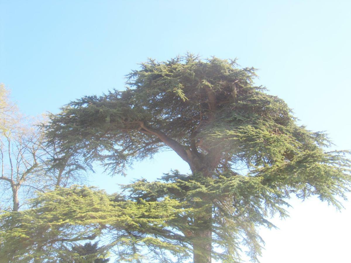 Bretteville-l'Orgueilleuse Bed & Breakfast Chateau Les Cedres מראה חיצוני תמונה